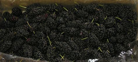 Mulberry Fresh – Trikaya Online Store