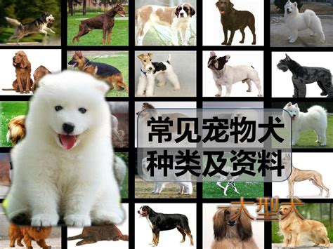 各种犬的名称及图片 _ 百城训犬训狗