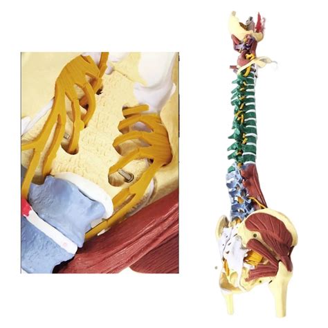 Spinal Cord Model