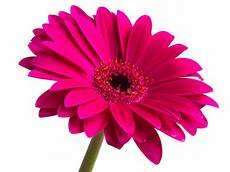Free Clipart Image Of Flower by Flower Free Images At Clker Vector Clip Free Clipart Image Of Flower