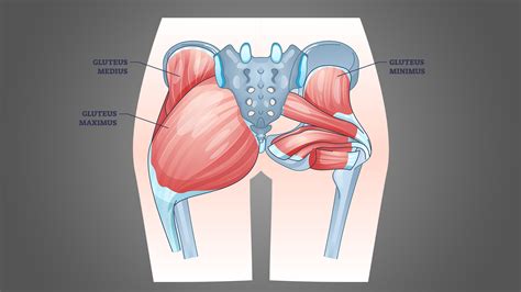 Gluteus Maximus