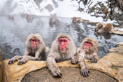 Japan in December: The Best Things To Do and Places To Visit