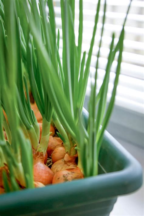 How to Plant Walla Walla Onions in Containers