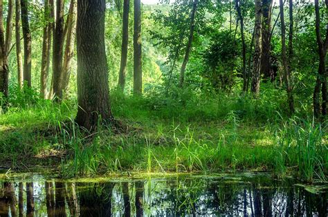 Swamp 的图像结果