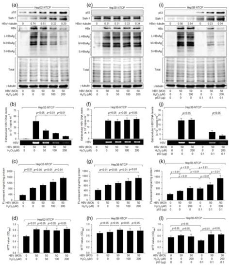 Hydrogen Peroxide Inhibits Hepatitis B Virus Replication by ...