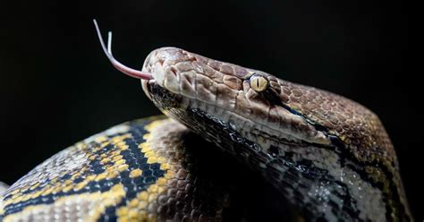Image result for Python Snake Kills