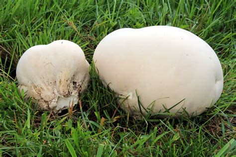 Giant Puffball: Identification, Look-Alikes, Health Benefits, Pet ...