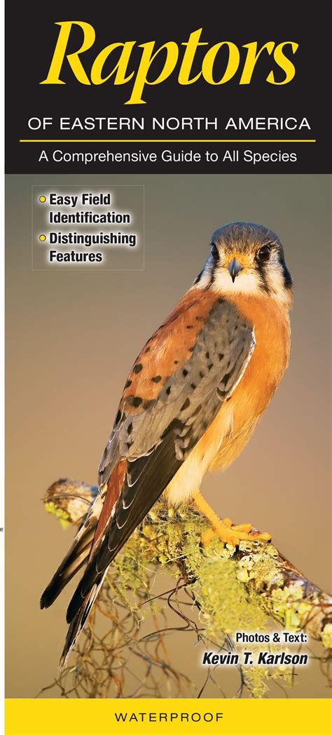 North American Birds Of Prey