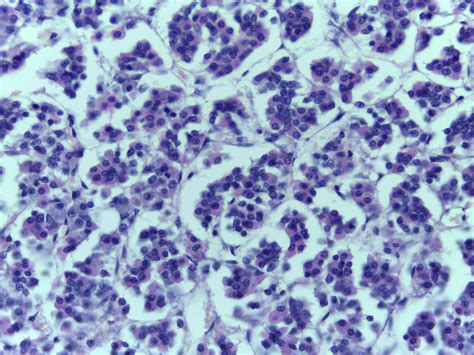 AP2 Histology prac Test and Flashcards