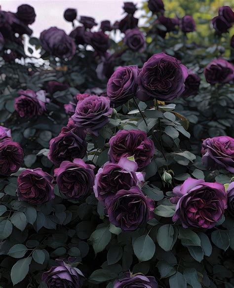 Pin by Olena on Roses | Dark purple flowers, Flower aesthetic ...