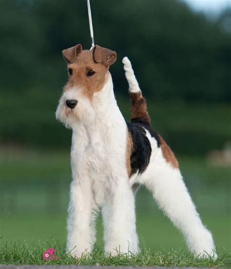 Wire Fox Terrier - Temperament, Lifespan, Shedding, Puppy