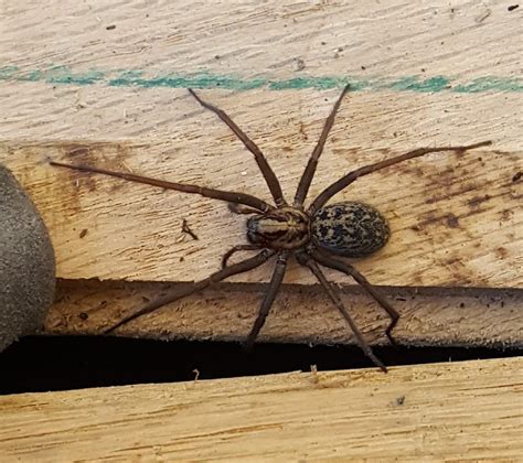 Giant House Spider Size