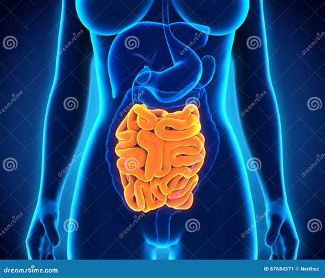 Human Small Intestine Anatomy Stock Illustration - Illustration of gastrointestinal, diagnostic ... - anatomy of small intestine