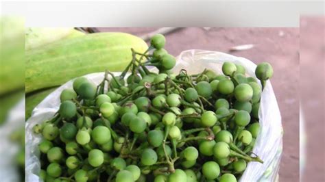 Turkey Berry: ದಿನಕ್ಕೊಂದು ಉಸ್ತಿ ಕಾಯಿ ತಿಂದ್ರೆ ಎಷ್ಟೆಲ್ಲಾ ಪ್ರಯೋಜನವಿದೆ ನೋಡಿ ...