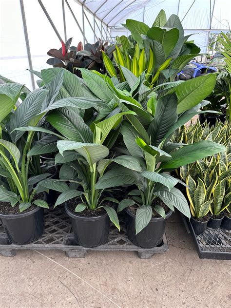 Giant Peace Lily Spathiphyllum Sensation – The Ruby Plants