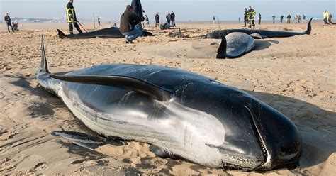 Whale strandings: Could solar storms that cause the northern lights be ...