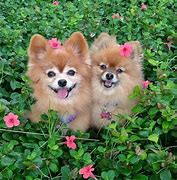 Image result for Really Cute Dogs