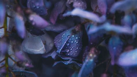 Wallpaper flowers, drops, dew, blue hd, picture, image