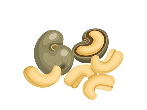 Vector illustration, cashew nut with shell, isolated on a white ...