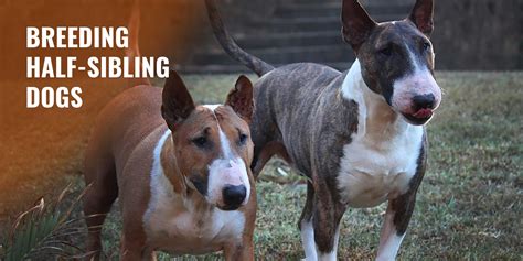 Guide to Breeding Half Sibling Dogs – Risks, Benefits, Registrations