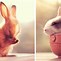 Image result for Look Up Really Fluffy Bunnies