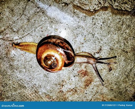 Garden Snail Cute Snail Snail Shell Snails To Eat Snail Facts Snail Scientific Name Snail Order ...