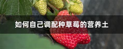 草莓营养土的配制方法(种草莓的土壤怎么配)-参考网