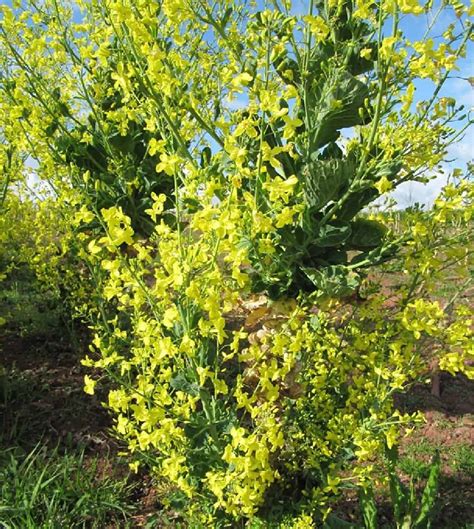 Do Brussel Sprouts Have Flowers and Blooms? What They Look Like ...