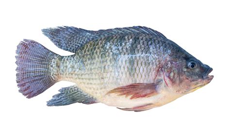Premium Photo | Fresh Nile Tilapia or Pla nin in Thai freshwater fish ...