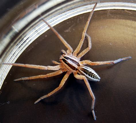 File:Wolf-spider-central-texas.jpg