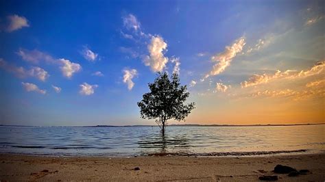 Image result for Tree Diagram of Java Data Structures