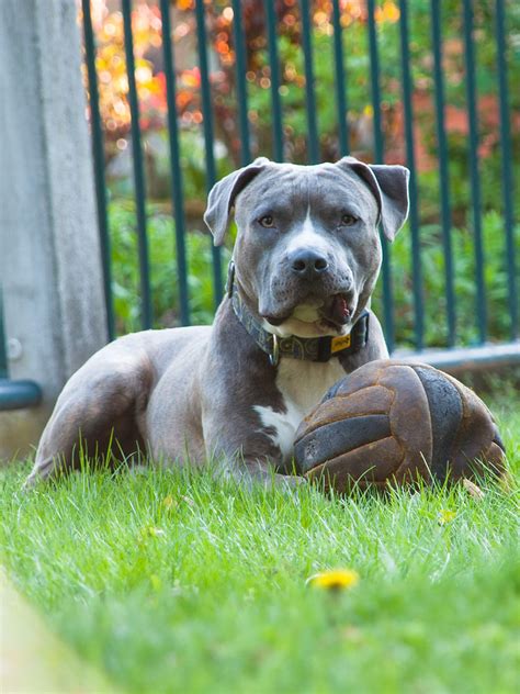 Neapolitan Mastiff Pitbull Mix Puppies Mastiff Colors & Patterns
