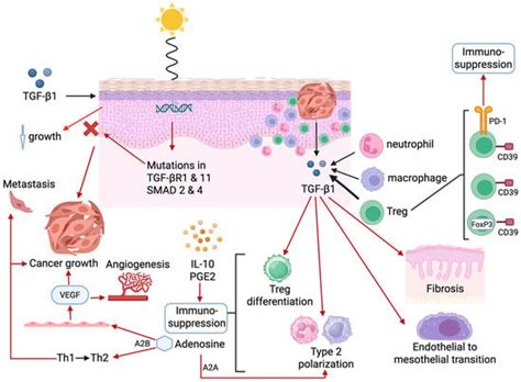 Current and Emerging Insights into the Causes, Immunopathogenesis, and ...