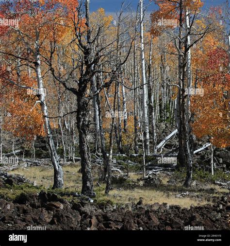 Crowning the Grand Staircase, Cedar Breaks NM sits at over 10,000 feet ...