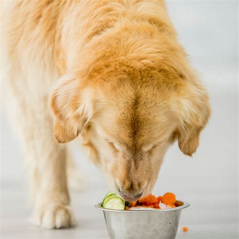 Zinc Deficiency Symptoms In Dogs at Jake Congreve blog