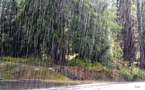 Download A refreshing heat in the pouring rain. | Wallpapers.com