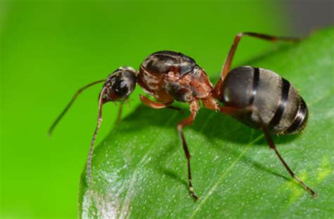 蚂蚁群合作搬东西搬运搬树枝搬食物蚂蚁团结图片下载 - 觅知网