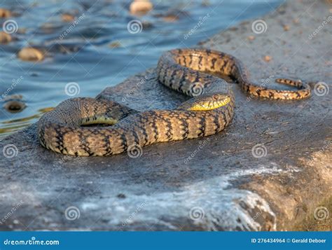Diamondback Water Snake 的图像结果