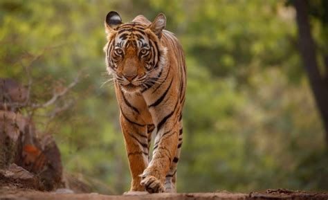10 Reasons To Vacation At A Luxury Villa In Jim Corbett