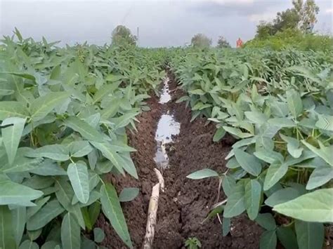 There is no rain in Nanded district for the last fifteen days, farmers ...