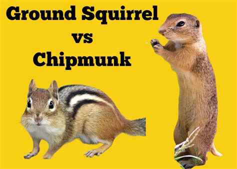 Chipmunks Vs Squirrels