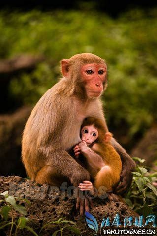 猴子五年后看救命恩人，猴子的智商相关于多大的孩子?_法库传媒网