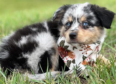 Toy Aussie Dog