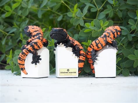 アメリカドクトカゲ 【Heloderma suspectum】 | Y O N M A R U [40] ヨンマル