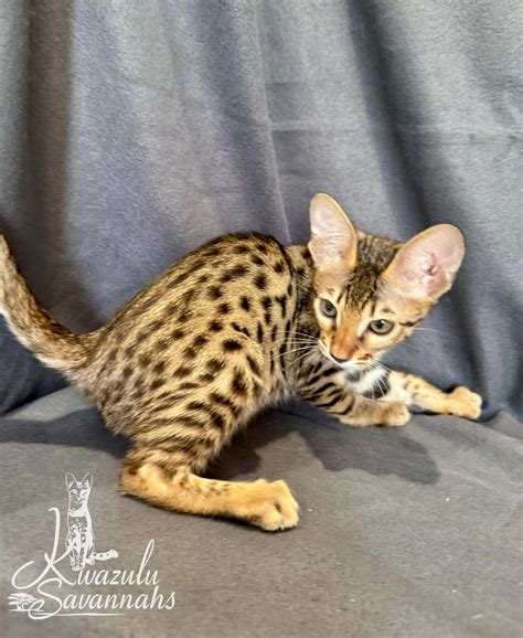F1, F2, F3, F4, F5 & F6 Savannah Cats for Sale | Contact Now