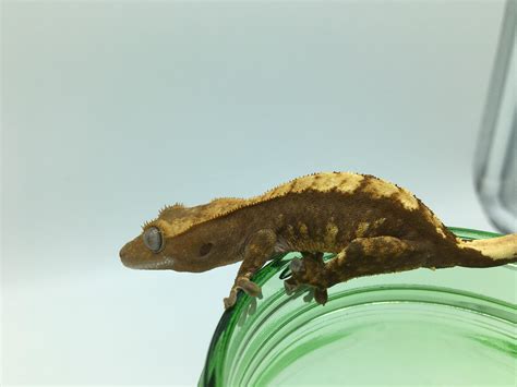 Blue Crested Gecko