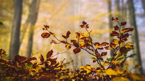 Download wallpaper 2560x1440 leaves, branches, autumn, nature, blur ...