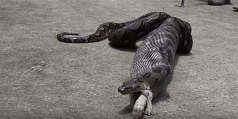 Image result for Python Eating a Cat