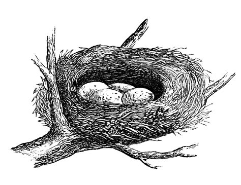Free Nest Outline Cliparts, Download Free Nest Outline Cliparts png ...