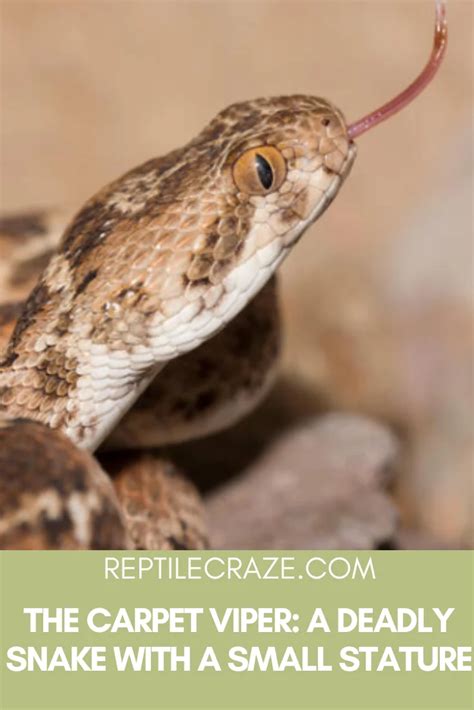 Image result for Carpet Python Heat Zones
